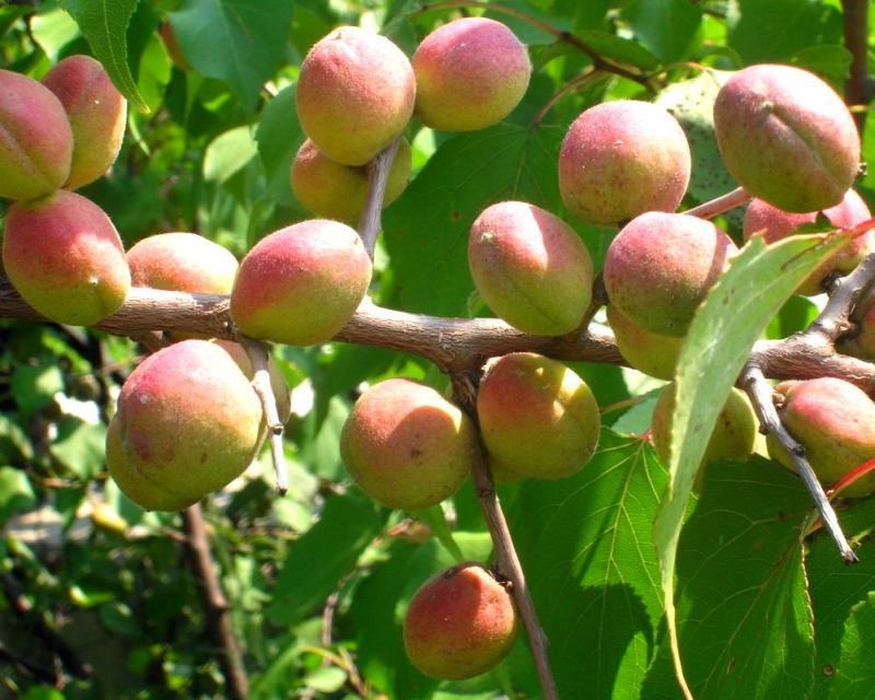 Чем отличается жердела от абрикоса?