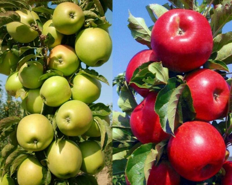 Колоновидные яблони. Секрет хорошего урожая.