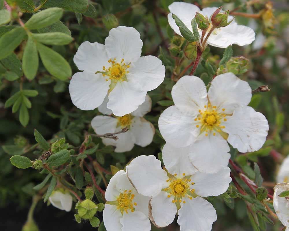 Лапчатка "Абботсвуд" (Abbotswood) - купить с доставкой почтой по Минску ...