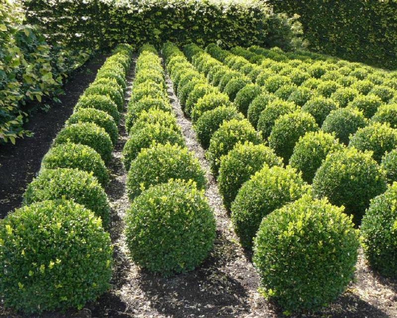 Подкормка самшита весной и осенью