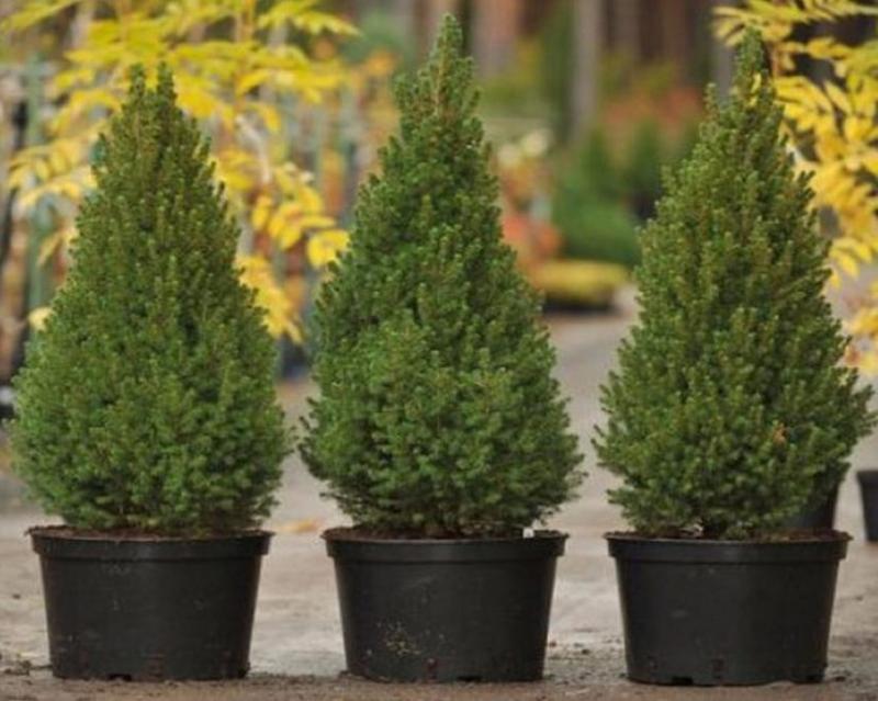 Ель Коника: как ухаживать в домашних условиях?