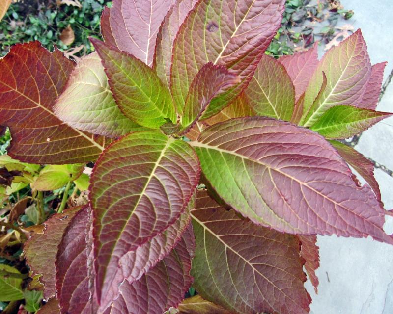 Почему краснеют листья у гортензии и что с этим делать?