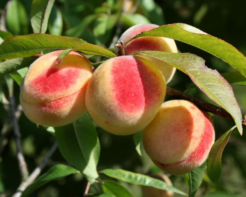 Как правильно посадить персик весной?