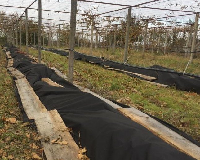 Правильное укрытие винограда на зиму