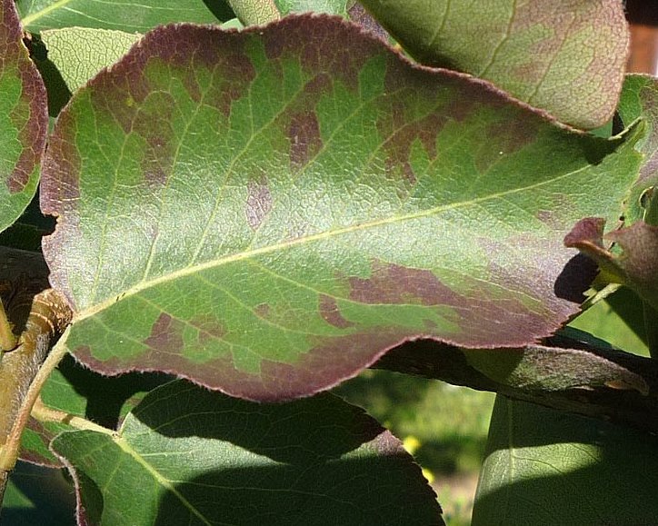 Почему чернеют листья у груши и чем это лечить