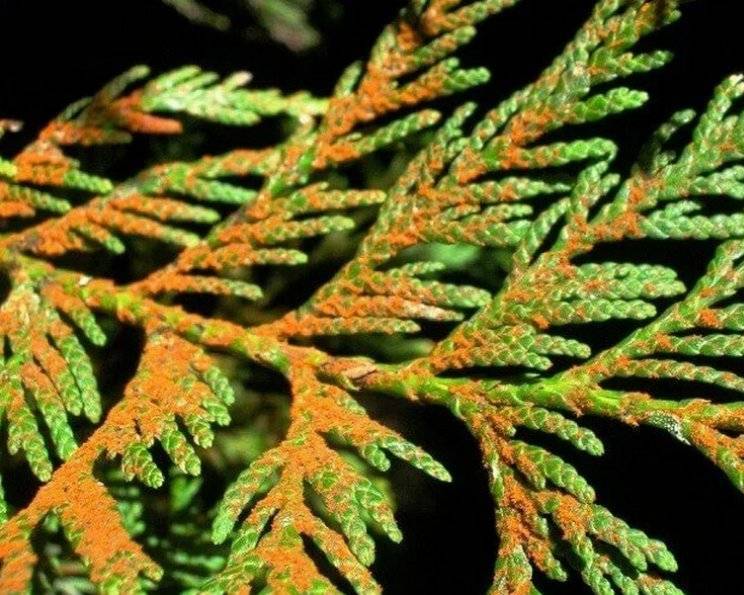 Болезни туи: обработка весной