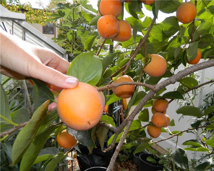 Как сажать хурму осенью в открытый грунт? 