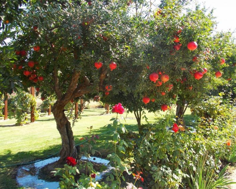 Как вырастить гранат у себя на участке?