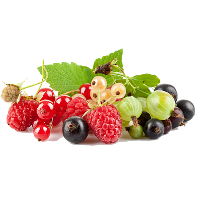 Саженцы плодовых кустарников