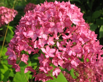 Гортензия древовидная "Белла Анна" (Bella Anna)