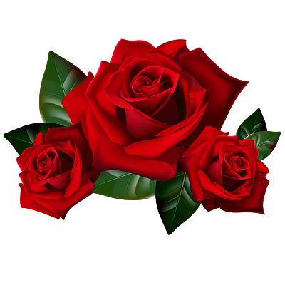 Саженцы роз