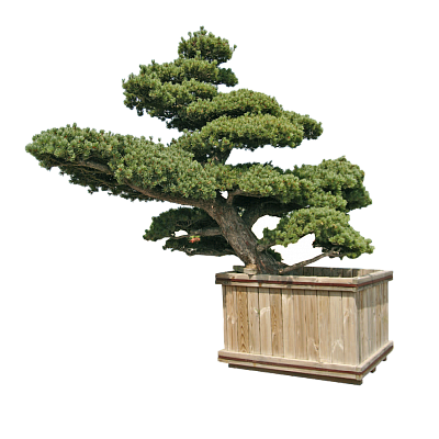 Деревья - Бонсай