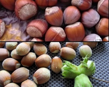 Комплект саженцев Фундука