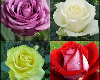 Комплект Чайно-гибридных роз