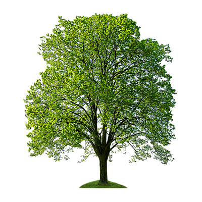 Лиственные деревья