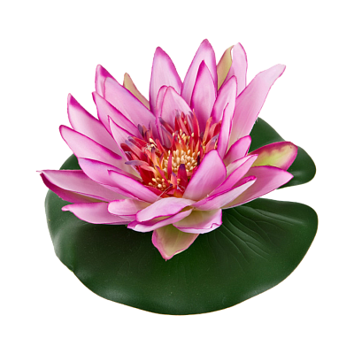 Саженцы водных лилий (нимфея)