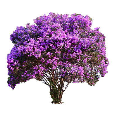 Декоративные кустарники