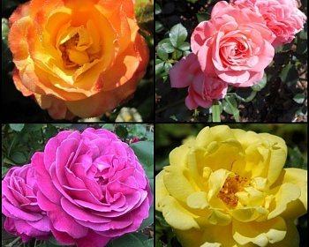 Комплект роз Флорибунда