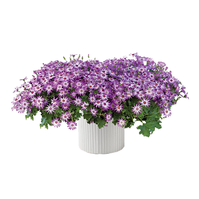 Многолетники